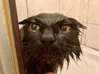 Illustration de l'article : 15 photos de chats ou de chiens qui ont prouvé qu’ils pouvaient être les meilleurs acteurs de cinéma du monde 
