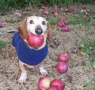 Illustration de l'article : 15 photos de chats ou de chiens qui ont prouvé qu’ils pouvaient être les meilleurs acteurs de cinéma du monde 