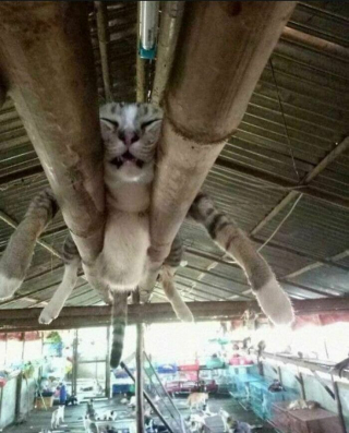 Illustration de l'article : 15 photos de chats ou de chiens qui ont prouvé qu’ils pouvaient être les meilleurs acteurs de cinéma du monde 