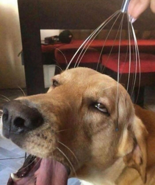 Illustration de l'article : 15 photos de chats ou de chiens qui ont prouvé qu’ils pouvaient être les meilleurs acteurs de cinéma du monde 