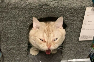 Illustration de l'article : 15 photos de chats ou de chiens qui ont prouvé qu’ils pouvaient être les meilleurs acteurs de cinéma du monde 