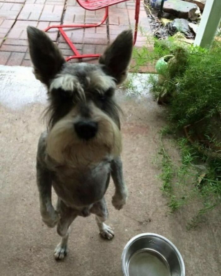 Illustration de l'article : 15 photos de chats ou de chiens qui ont prouvé qu’ils pouvaient être les meilleurs acteurs de cinéma du monde 