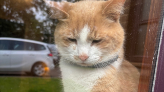 Illustration de l'article : Des étudiants se mobilisent pour aider Sylvester, un chat qui leur rendait visite sur le campus avant de tomber malade