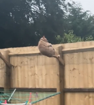 Illustration de l'article : La tentative ratée d'une femme pour empêcher son chat roux de s'échapper avec une clôture inclinée (vidéo)
