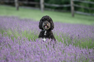Illustration de l'article : 20 photos de chiens sublimées dans des champs de lavande