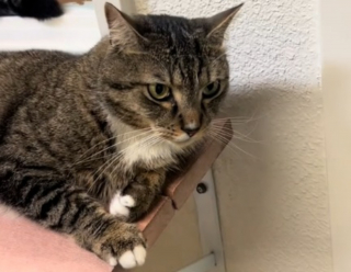 Illustration de l'article : Un chat abandonné devant un refuge réapprend à vivre en attendant une nouvelle famille