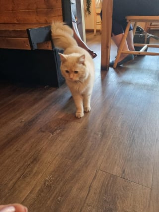 Illustration de l'article : Des écoles aux cafés de son village, ce chat sans-gêne s’invite partout où il peut entrer