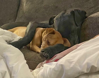 Illustration de l'article : 15 photos de chiens et de chats qui vous mettront du baume au cœur