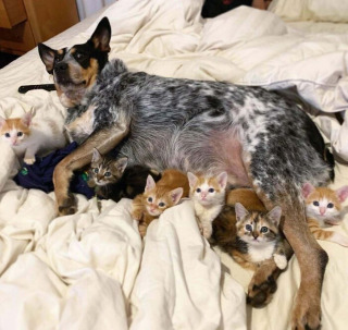 Illustration de l'article : 15 photos de chiens et de chats qui vous mettront du baume au cœur