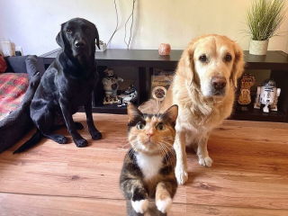Illustration de l'article : 15 photos de chiens et de chats qui vous mettront du baume au cœur