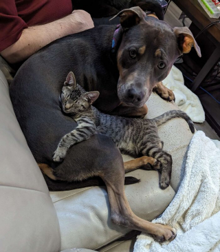 Illustration de l'article : 15 photos de chiens et de chats qui vous mettront du baume au cœur