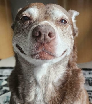 Illustration de l'article : 15 photos de chiens et de chats qui vous mettront du baume au cœur