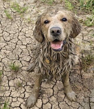 Illustration de l'article : 15 photos de chiens et de chats qui vous mettront du baume au cœur