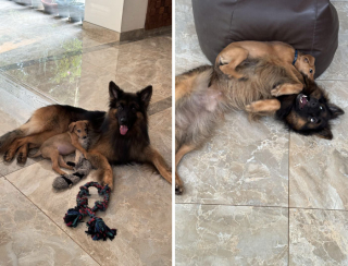 Illustration de l'article : 15 photos de chiens et de chats qui vous mettront du baume au cœur