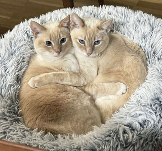 Illustration de l'article : 15 photos de chiens et de chats qui vous mettront du baume au cœur