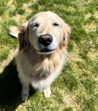 Illustration de l'article : 15 photos de chiens et de chats qui vous mettront du baume au cœur