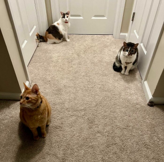 Illustration de l'article : 15 photos de chiens et de chats qui vous mettront du baume au cœur