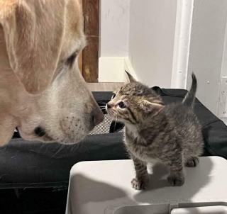 Illustration de l'article : 15 photos de chiens et de chats qui vous mettront du baume au cœur