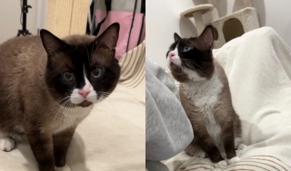 Illustration de l'article : Une bénévole transforme un chat agressif en compagnon aimant grâce à patience et dévouement (vidéo)