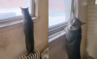 Illustration de l'article : Un chat abandonné par sa famille se cache sous l'évier de la cuisine à l'arrivée de ceux qui vont lui offrir une nouvelle vie