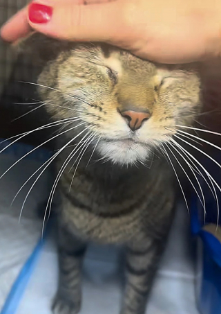 Illustration de l'article : Un chat abandonné par sa famille se cache sous l'évier de la cuisine à l'arrivée de ceux qui vont lui offrir une nouvelle vie