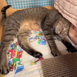 Illustration de l'article : Un chat abandonné par sa famille se cache sous l'évier de la cuisine à l'arrivée de ceux qui vont lui offrir une nouvelle vie
