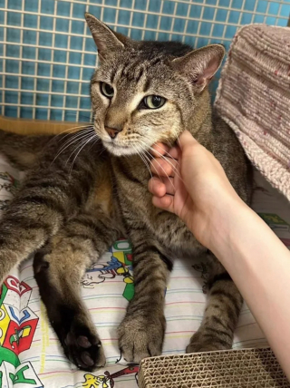 Illustration de l'article : Un chat abandonné par sa famille se cache sous l'évier de la cuisine à l'arrivée de ceux qui vont lui offrir une nouvelle vie