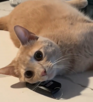 Illustration de l'article : Ce chat refusant que sa maîtresse sorte sans lui décide de confisquer sa voiture (vidéo)
