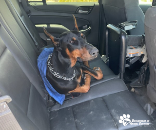 Illustration de l'article : Sous une chaleur écrasante, un jeune Dobermann s’enfuit pendant 2 jours dans un parc national et provoque un bel élan de solidarité pour le sauver