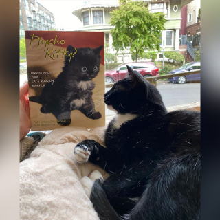 Illustration de l'article : Dans cette librairie, ce sont les chats qui dirigent l’établissement depuis près de 40 ans (vidéo)