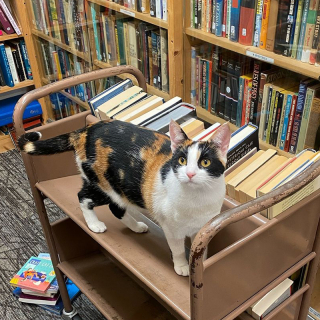 Illustration de l'article : Dans cette librairie, ce sont les chats qui dirigent l’établissement depuis près de 40 ans (vidéo)