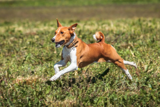 Illustration de l'article : 12 races de chiens qui ne muent quasiment pas