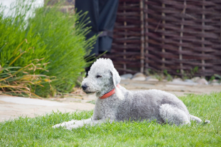 Illustration de l'article : 12 races de chiens qui ne muent quasiment pas
