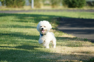 Illustration de l'article : 12 races de chiens qui ne muent quasiment pas