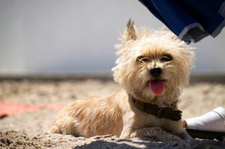 Illustration de l'article : 12 races de chiens qui ne muent quasiment pas