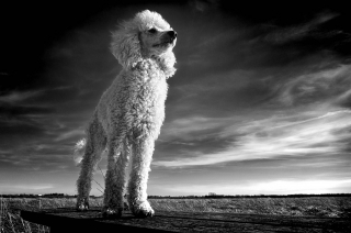 Illustration de l'article : 12 races de chiens qui ne muent quasiment pas