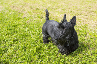Illustration de l'article : 12 races de chiens qui ne muent quasiment pas