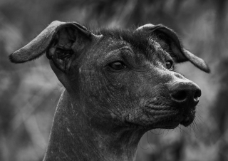 Illustration de l'article : 12 races de chiens qui ne muent quasiment pas