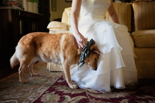 Illustration de l'article : 13 photos de chiens qui se sont mis sur leur 31 pour le mariage de leurs maîtres