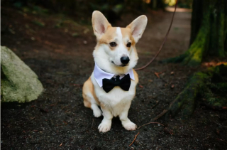 Illustration de l'article : 13 photos de chiens qui se sont mis sur leur 31 pour le mariage de leurs maîtres