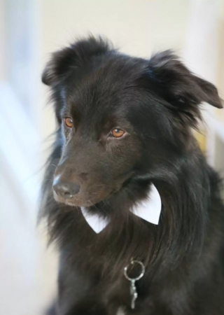 Illustration de l'article : 13 photos de chiens qui se sont mis sur leur 31 pour le mariage de leurs maîtres