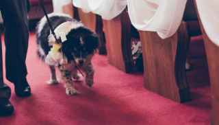 Illustration de l'article : 13 photos de chiens qui se sont mis sur leur 31 pour le mariage de leurs maîtres