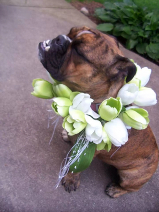 Illustration de l'article : 13 photos de chiens qui se sont mis sur leur 31 pour le mariage de leurs maîtres
