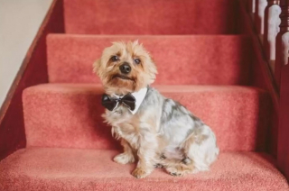 Illustration de l'article : 13 photos de chiens qui se sont mis sur leur 31 pour le mariage de leurs maîtres