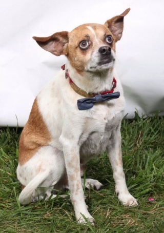 Illustration de l'article : 13 photos de chiens qui se sont mis sur leur 31 pour le mariage de leurs maîtres