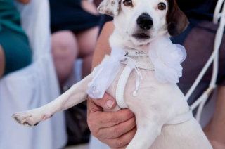 Illustration de l'article : 13 photos de chiens qui se sont mis sur leur 31 pour le mariage de leurs maîtres