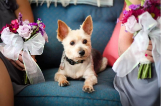 Illustration de l'article : 13 photos de chiens qui se sont mis sur leur 31 pour le mariage de leurs maîtres