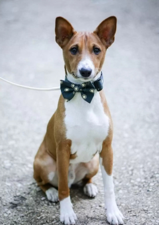 Illustration de l'article : 13 photos de chiens qui se sont mis sur leur 31 pour le mariage de leurs maîtres