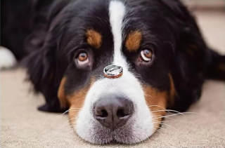 Illustration de l'article : 13 photos de chiens qui se sont mis sur leur 31 pour le mariage de leurs maîtres