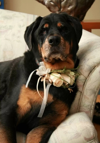 Illustration de l'article : 13 photos de chiens qui se sont mis sur leur 31 pour le mariage de leurs maîtres